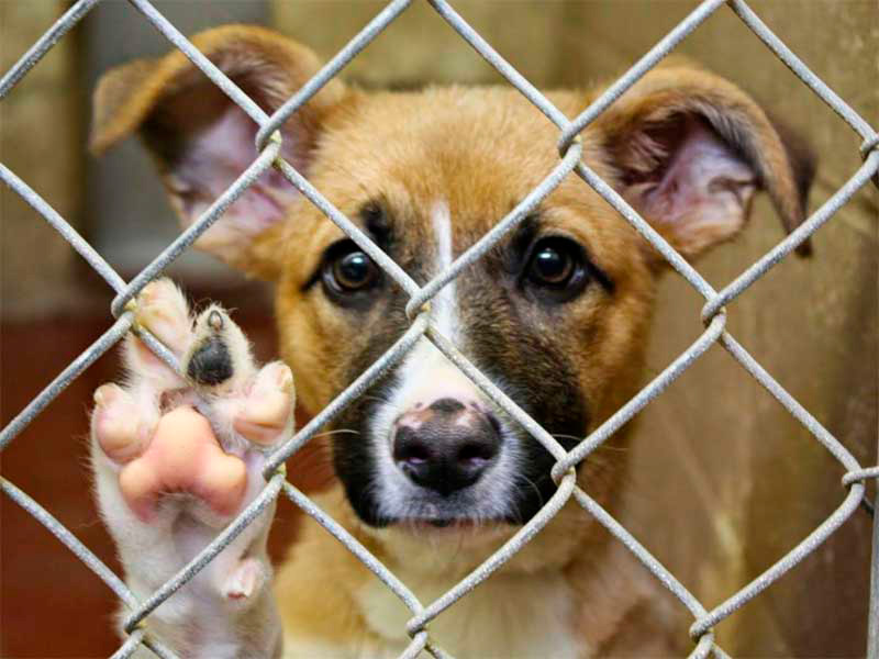 Diputados libertarios proponen endurecer las penas por maltrato animal